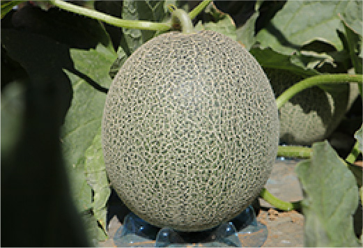 大きく実った千葉県産貴味メロンです。